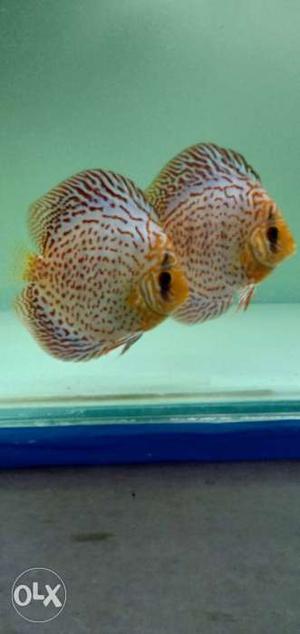 Golden base discus.  per pc. 11 pc for sell.
