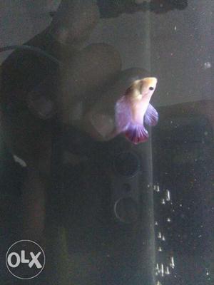 Good quality female betta fish