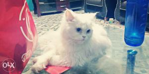 Good quality female persian kitten available...