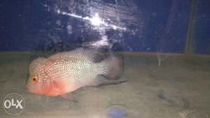 Gray And Pink Flowerhorn Cichlid