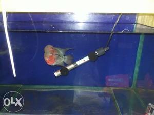 Gray, Red, And Black Flowerhorn Cichlid