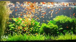 Guppy fish for sale. rs 100 for 25 guppy