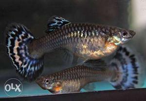 Guppy fishes breeding pair.