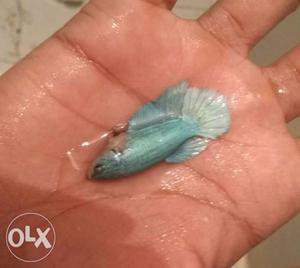 Halfmoon female Betta only 120rs pp call me at