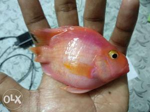 Healthy Pair of Parot Fishes for sale