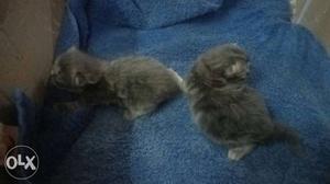 Hi I want sale my 2 Persian kittens 20 days old each 5k