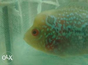 Hq Magma Srd Flowerhorn.(pulse Dotted) With Nice