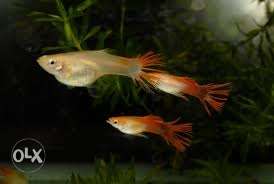 Imported Qality Crown Tail Guppy Delivery
