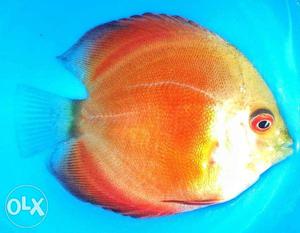 Imported Red Mandarin Discus 2.5inch+