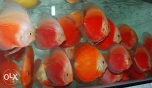 Imported Red malboro discus fish available