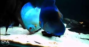 Imported blue diamond discus fish available in