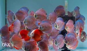 Imported discus fish flowerhorn available