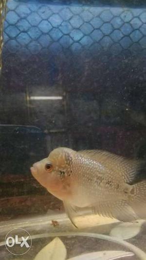 Imported srd male female both in low price hurry