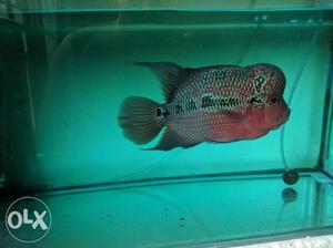 Its 8 inches male flowerhorn