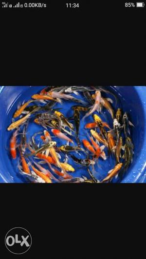 Japanese imported koi with lineage good quality