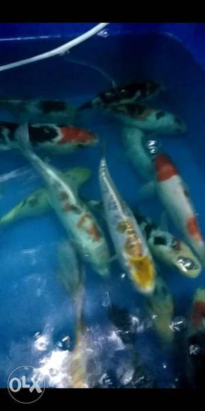 Koi Fish For ponds good quality 8-10inch in size