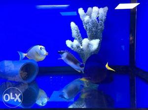 Life Time Maintenance Free Aquariums Sizes from
