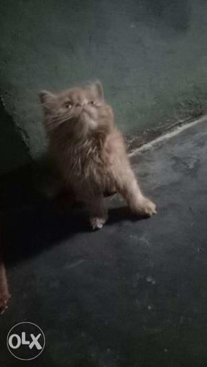 Long-coated Beige Kitten