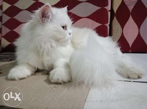 Long coated Persian female cat available age - 6