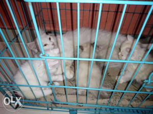 Long-fur White Cat With Three Kittens