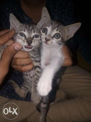 MY two cats for sell