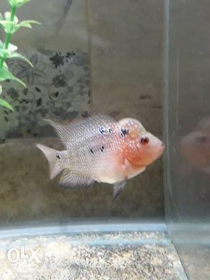 Magma flower horn fish very active have pearls on