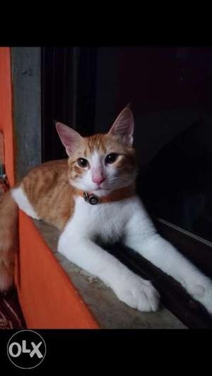 Male Cat available for mating. Mixed breed cat.