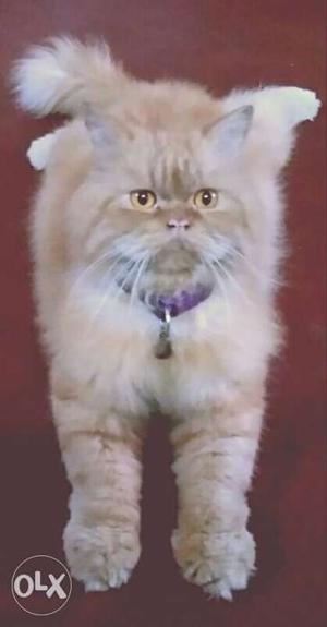 Male Persian cat available for mating (color: