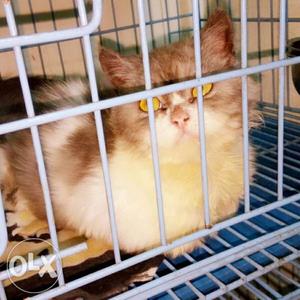 Male and female Persian cats for sale