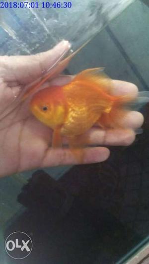 Male and female oranda gold fish pair heathy &