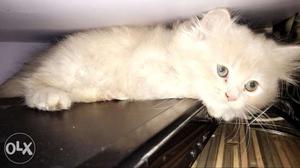 Male cat 2months cream colour