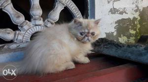 Male extreem kitten 3 months