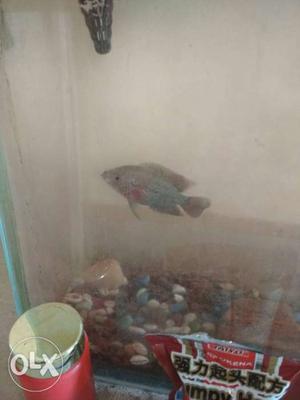 Male flowerhorn fish trible a type only ₹ 250