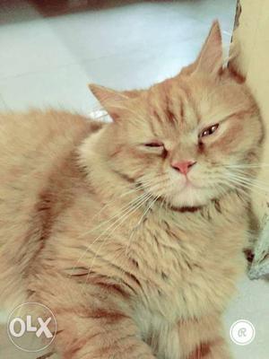 Male persian cat age 2 years brown colour