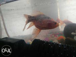 Medium Gray And Pink Aquarium Fish