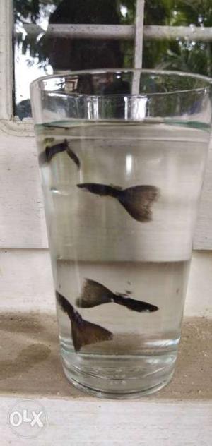 Moscow blue guppies 20 pair