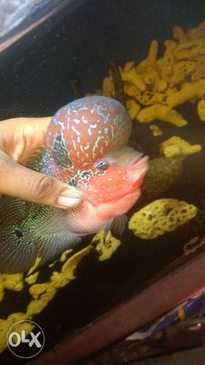 NTR Bloodline Flowerhorn