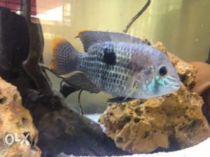 Neon acara,blue current,five color cichilid fish