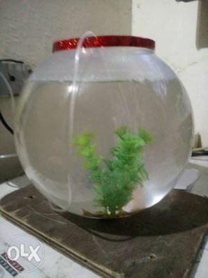 New fish bowl 1 month old with 2 Molli fish,500