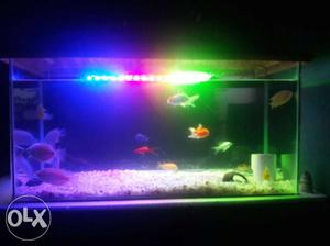 New fish tank with filter 3 Colour led light..and