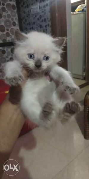 Norwaigain forest cat kitten male white with blue eyes 