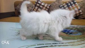 O half brown white persian cat for sale