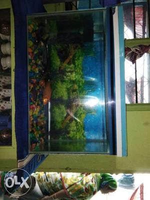 Only fish tank or 2 fish good condition 6 months