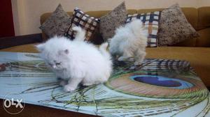 OoCash on delivery very beautiful persian kitten