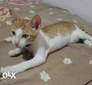 Orange And White Indian Breed Male Cat