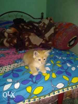 Orange pershiyan Tabby Kitten doll face