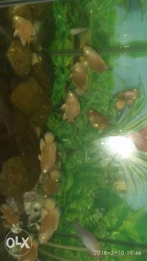 Oscar fish 3,4,5 inches arjant shell