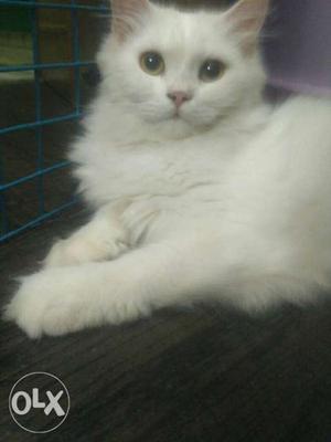 Percian male cat full white 2years old