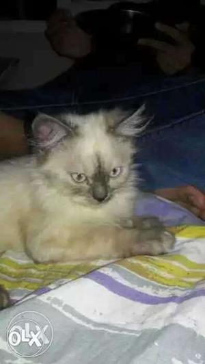 Persian Himalayan cat...8 months old vry