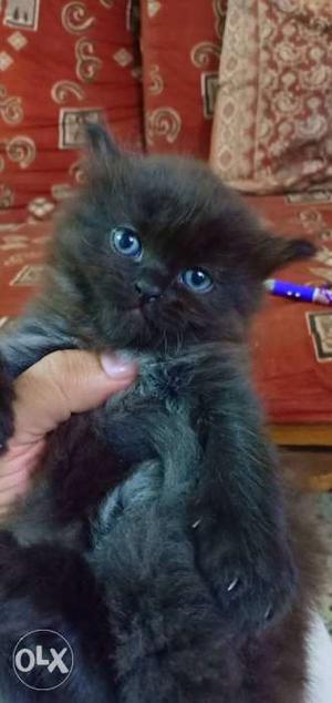 Persian Kittens With Tripple Coat available